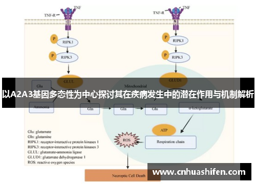 以A2A3基因多态性为中心探讨其在疾病发生中的潜在作用与机制解析